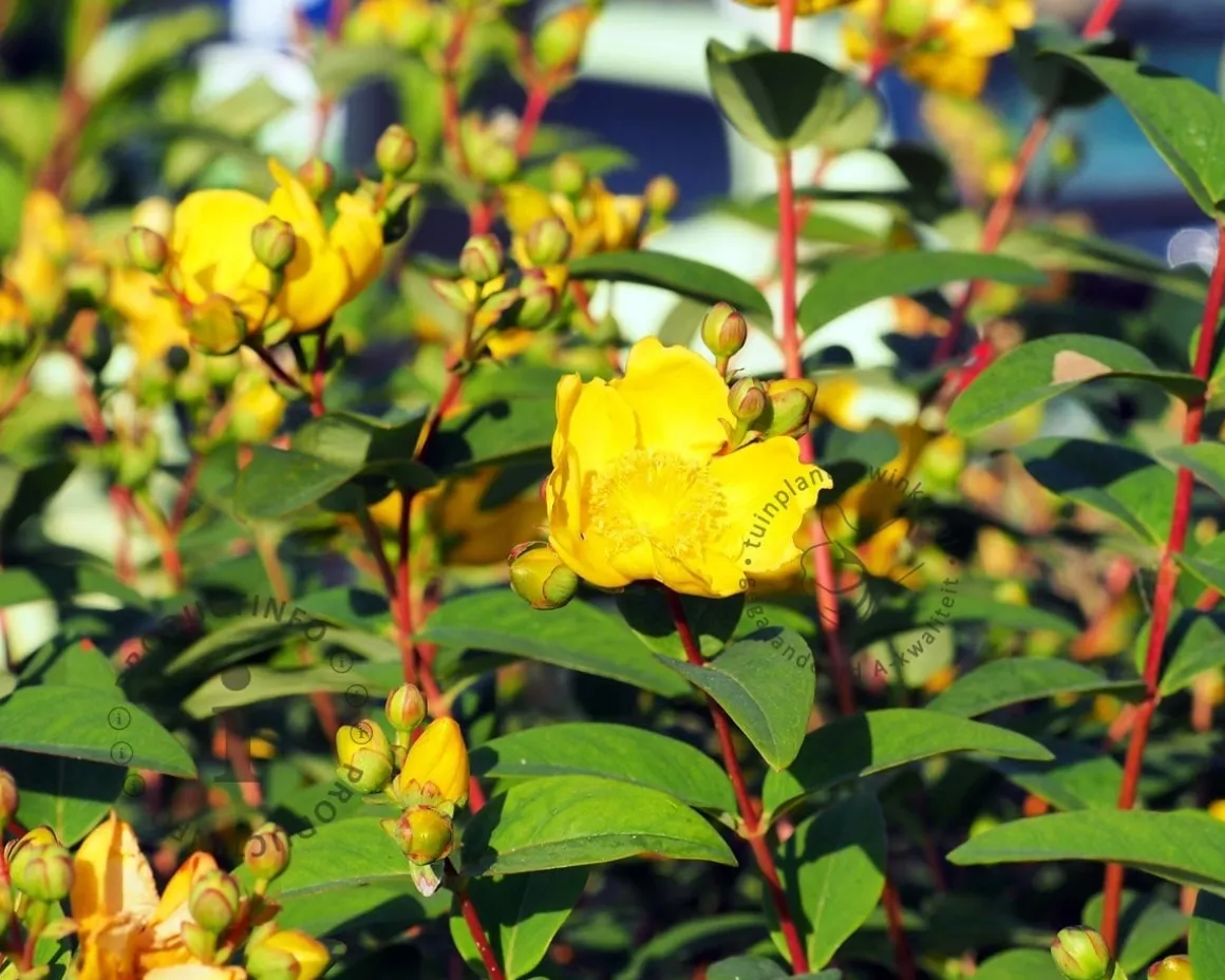 Hypericum 'Magical White'