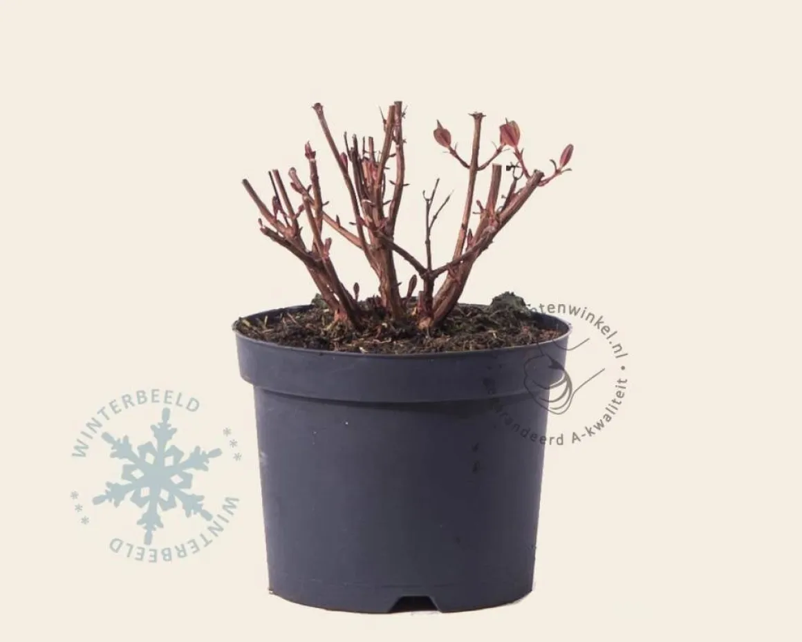 Hypericum 'Magical White'