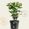 Hypericum 'Miracle Attraction'