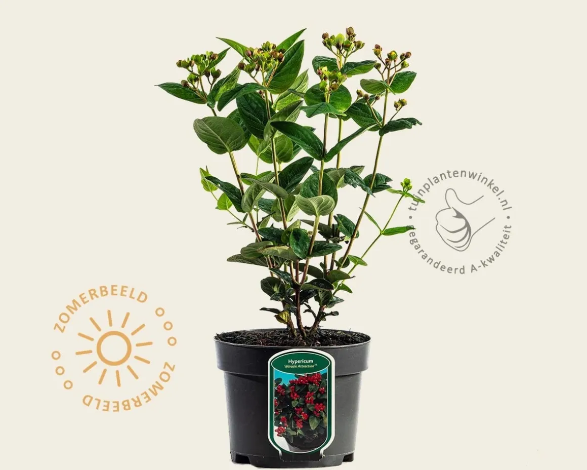 Hypericum 'Miracle Attraction'