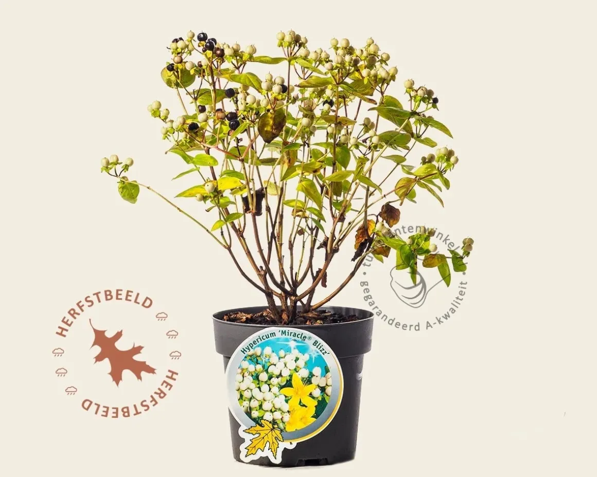 Hypericum 'Miracle Blizz'