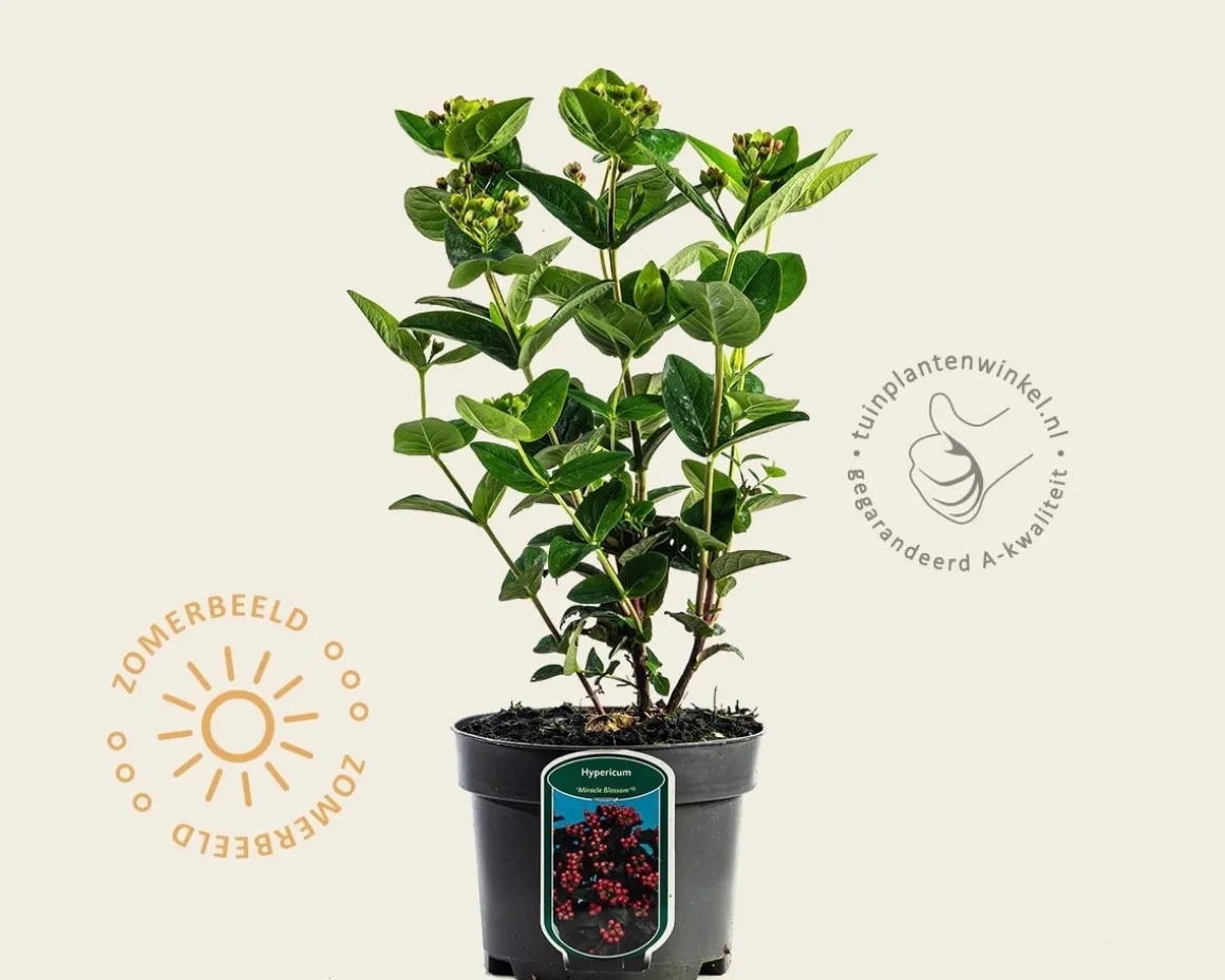 Hypericum 'Miracle Blossom'