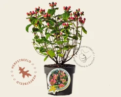 Hypericum 'Miracle Blossom'