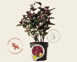 Hypericum 'Miracle Night'
