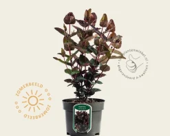 Hypericum 'Miracle Night'