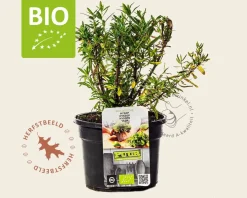Hyssopus officinalis Puur