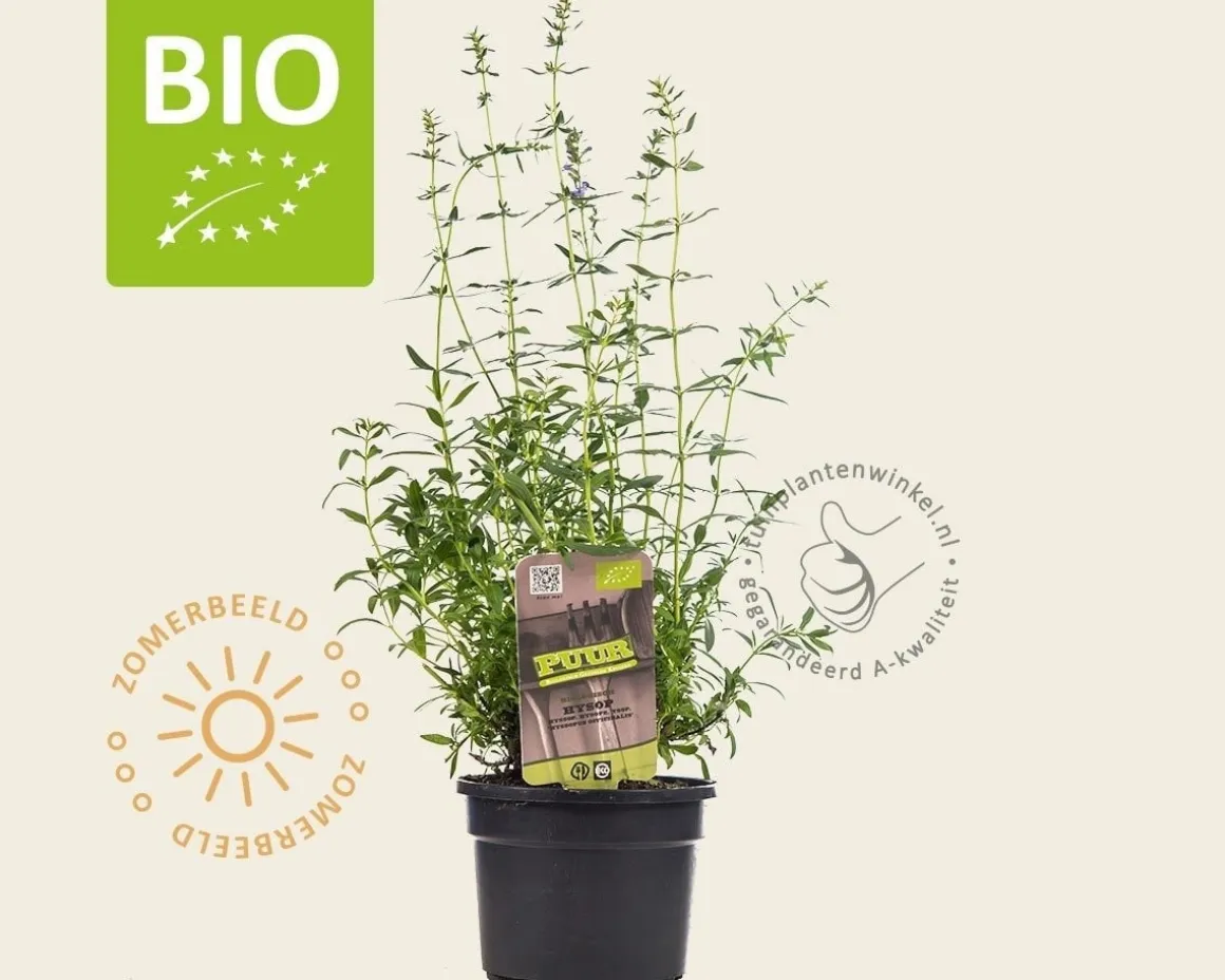 Hyssopus officinalis Puur