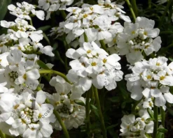 Iberis sempervirens