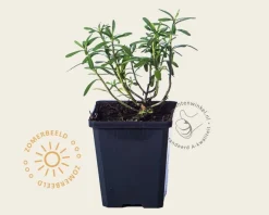 Iberis sempervirens