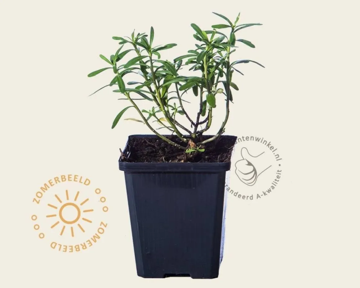 Iberis sempervirens