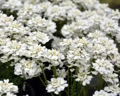 Iberis sempervirens 'Weisser Zwerg'
