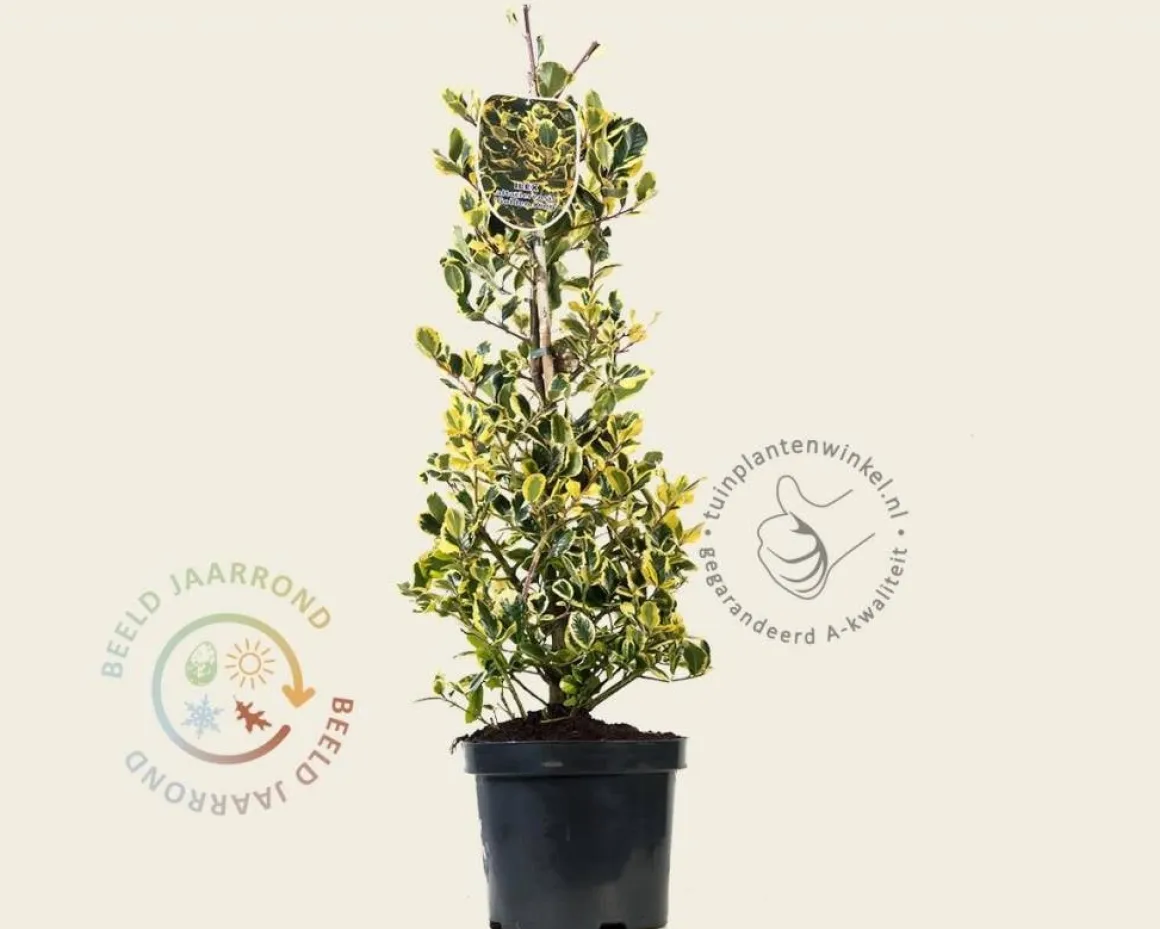 Ilex altaclerensis 'Golden King' - in pot