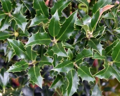 Ilex aquifolium 'Alaska' - in pot