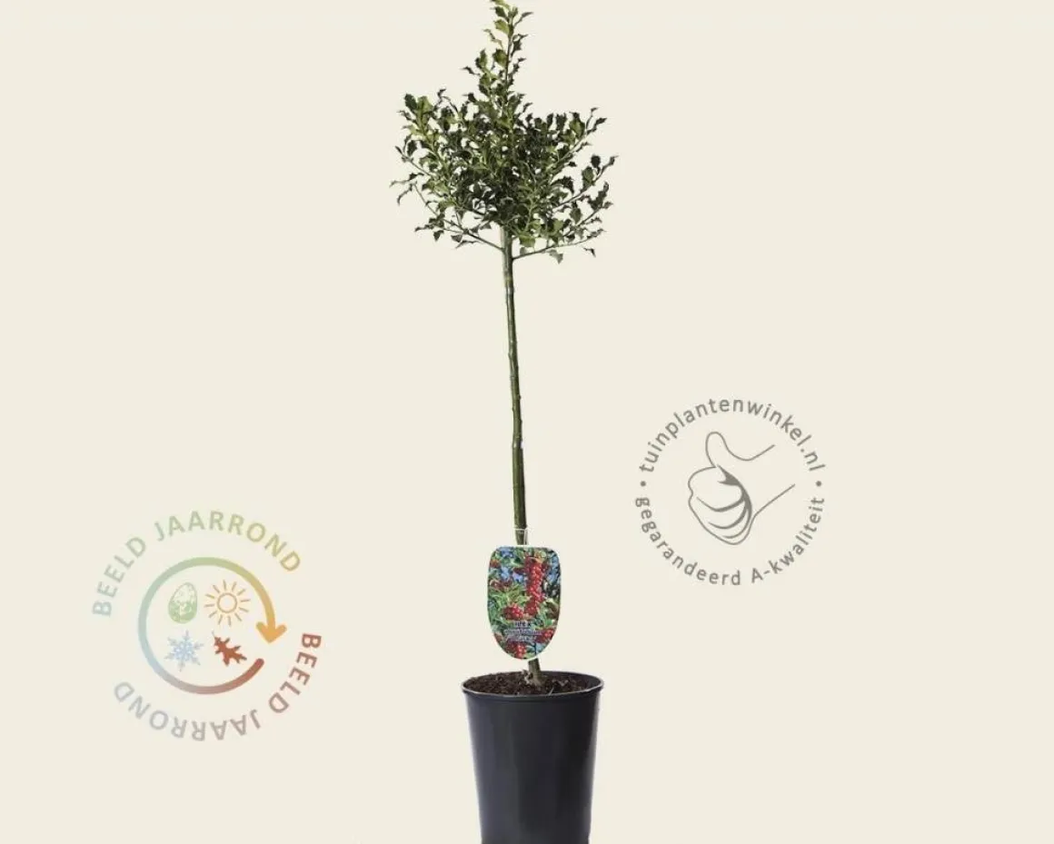 Ilex aquifolium 'Alaska' - op stam