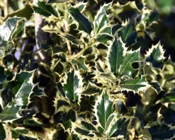 Ilex aquifolium 'Argentea Marginata' - in pot