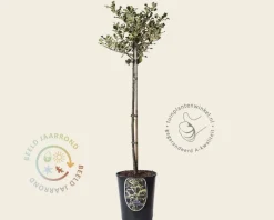 Ilex aquifolium 'Argentea Marginata' - op stam