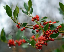 Ilex aquifolium 'J.C. Van Tol' - in pot