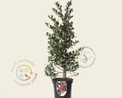 Ilex aquifolium 'J.C. Van Tol' - in pot