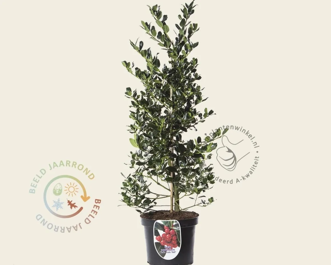 Ilex aquifolium 'J.C. Van Tol' - in pot