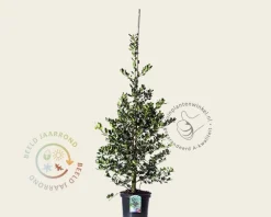 Ilex aquifolium 'J.C. Van Tol' - in pot