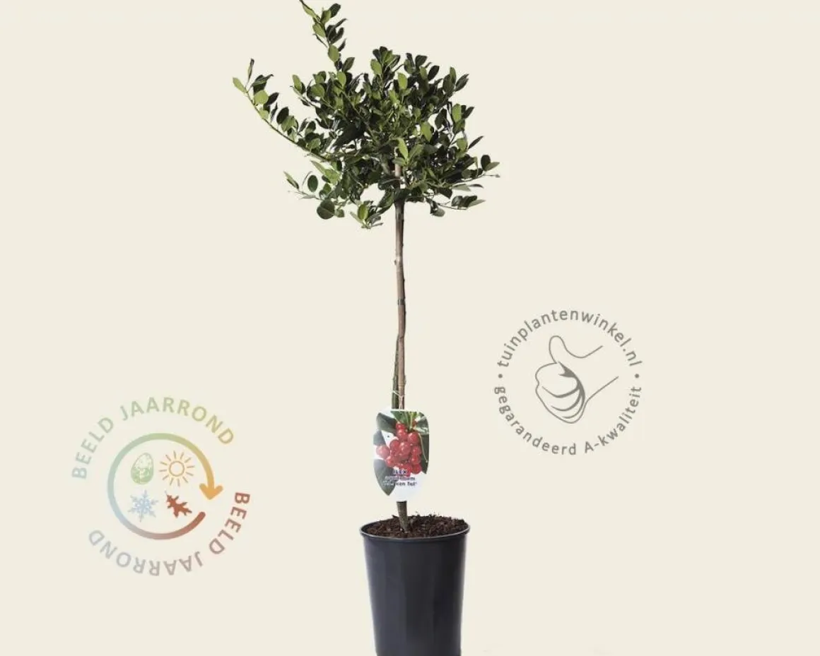 Ilex aquifolium 'J.C. Van Tol' - op stam