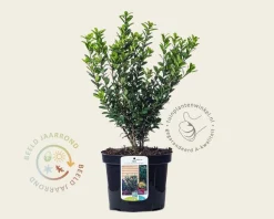 Ilex crenata 'Caroline Upright' - in pot
