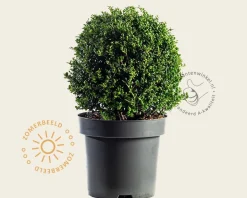Ilex crenata 'Convexa' - bolvorm