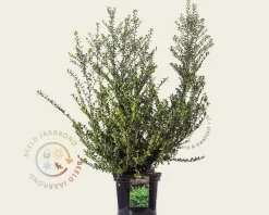 Ilex crenata 'Convexa' - in pot