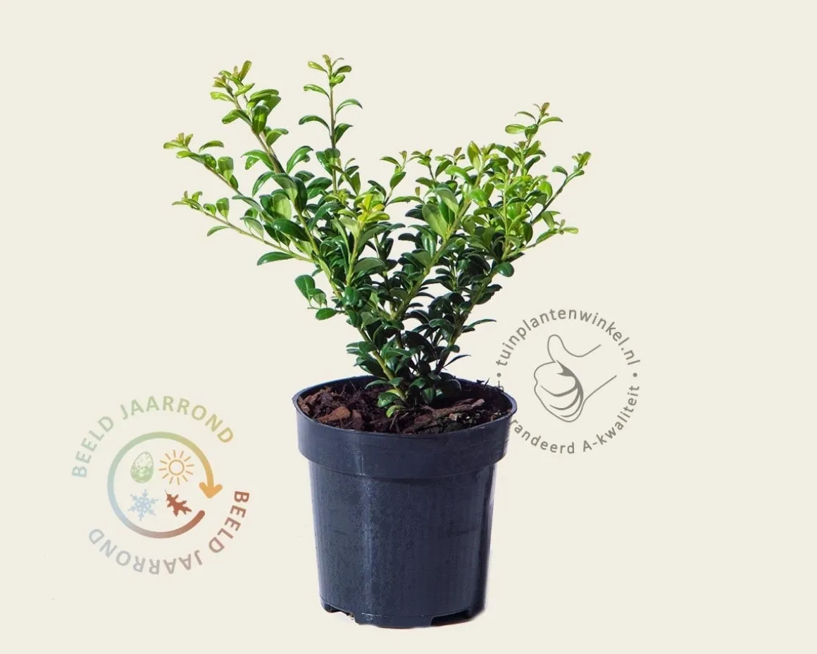 Ilex crenata 'Convexa' - in pot