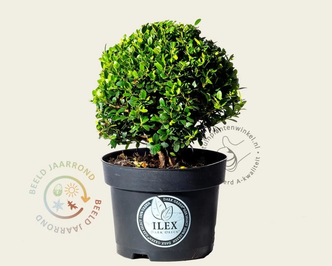 Ilex crenata 'Dark Green' - bolvorm