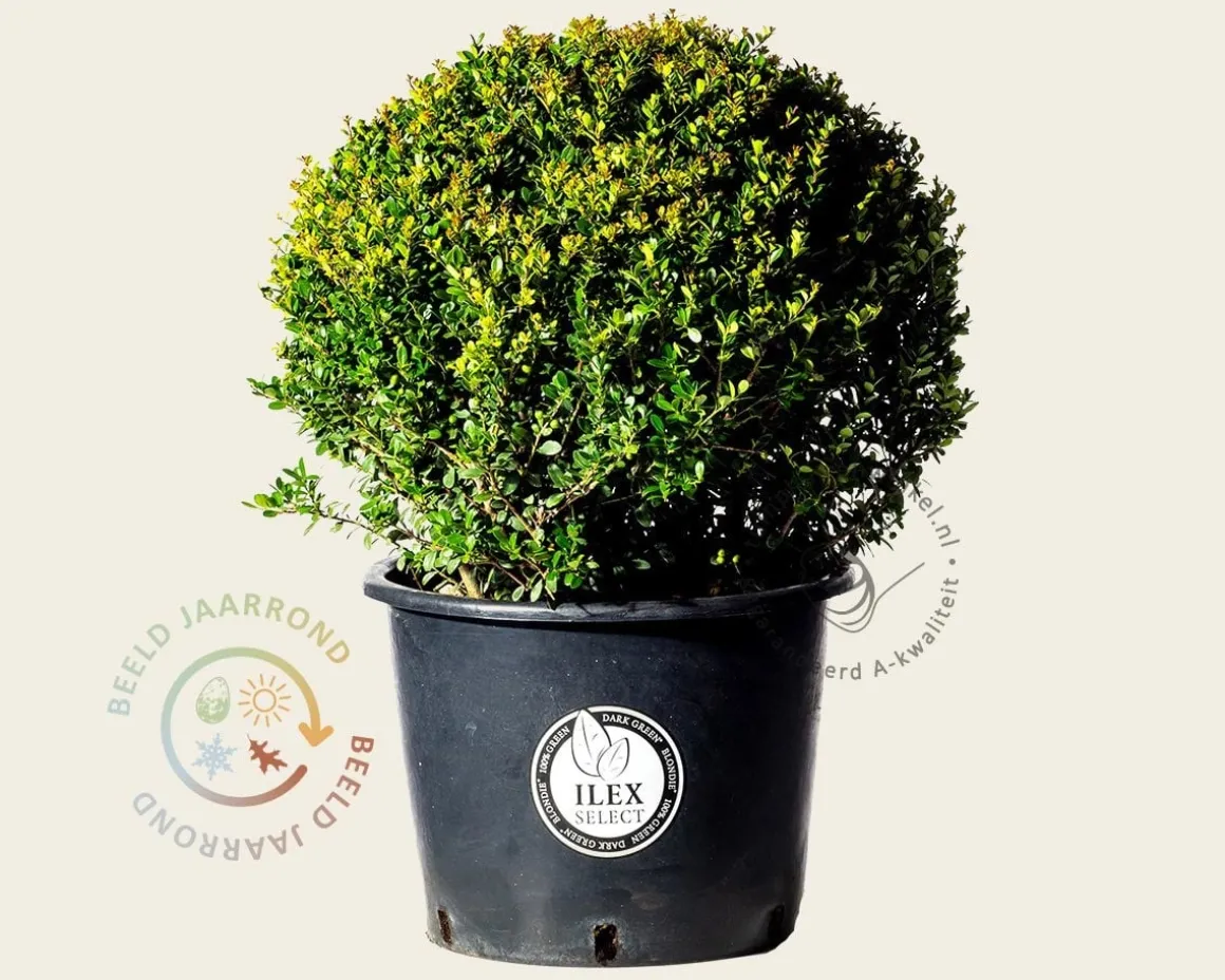 Ilex crenata 'Dark Green' - bolvorm