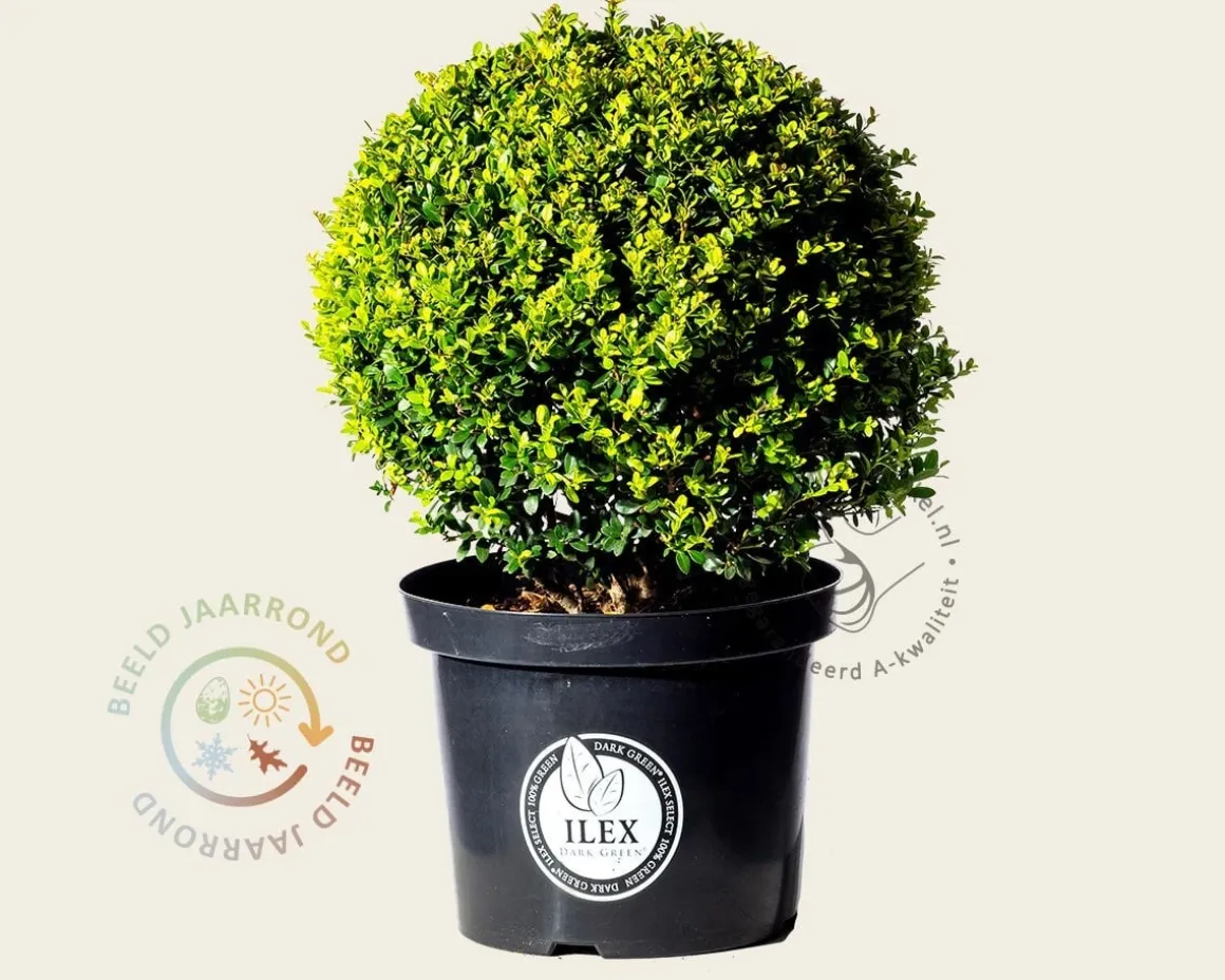 Ilex crenata 'Dark Green' - bolvorm