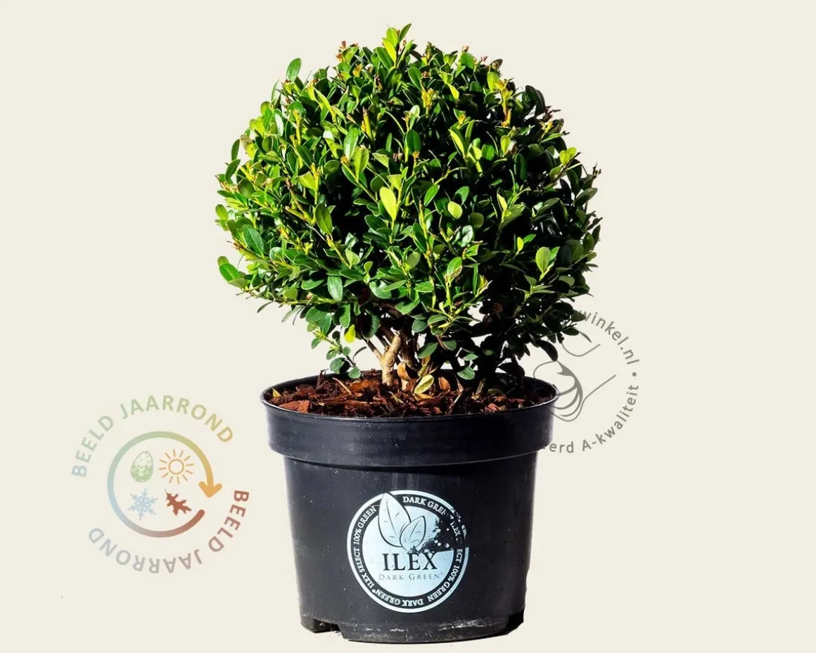 Ilex crenata 'Dark Green' - bolvorm