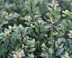 Ilex crenata 'Dark Green' - bolvorm