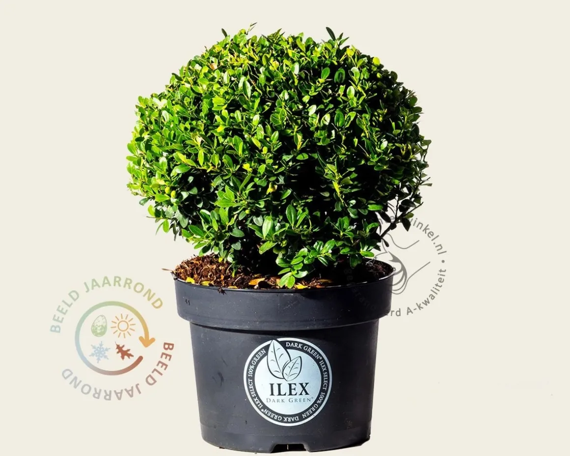 Ilex crenata 'Dark Green' - bolvorm