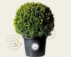 Ilex crenata 'Dark Green' - bolvorm