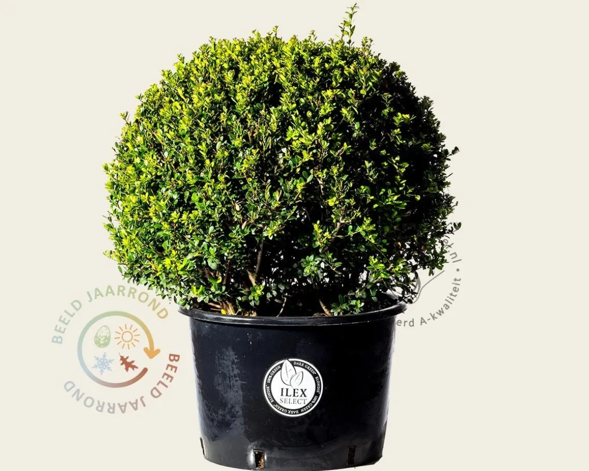 Ilex crenata 'Dark Green' - bolvorm