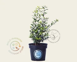 Ilex crenata 'Dark Green' - in pot