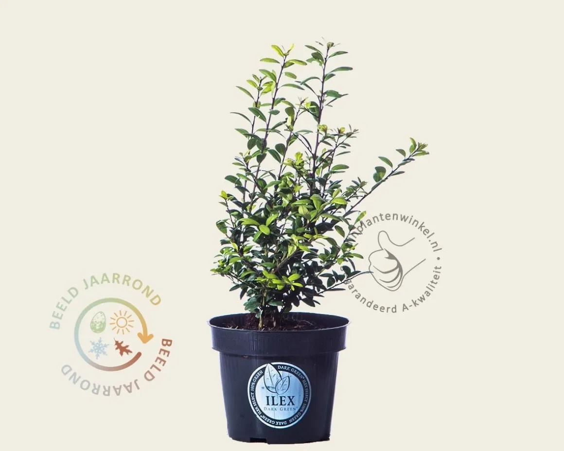 Ilex crenata 'Dark Green' - in pot