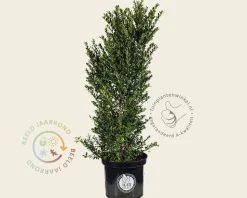 Ilex crenata 'Dark Green' - in pot