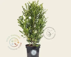 Ilex crenata 'Dark Green' - in pot