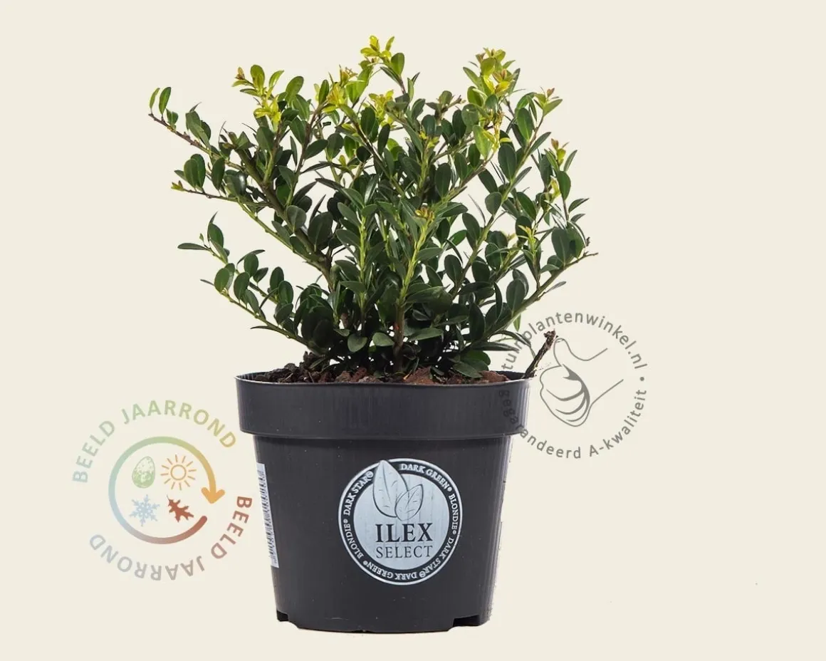 Ilex crenata 'Dark Green' - in pot