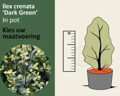 Ilex crenata 'Dark Green' - in pot