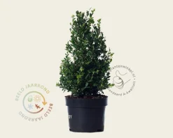 Ilex crenata 'Dark Green' - kegelvorm