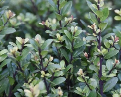 Ilex crenata 'Dark Green' - kegelvorm