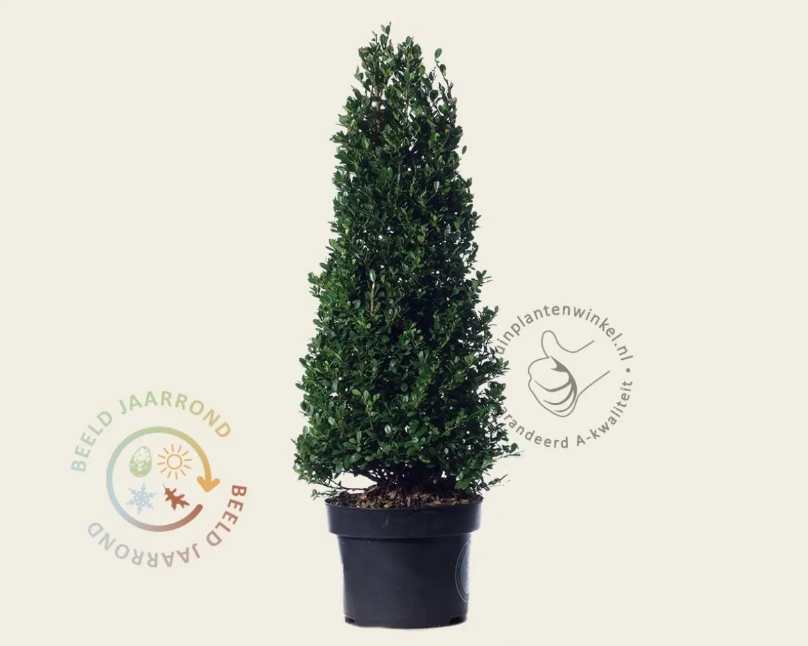 Ilex crenata 'Dark Green' - kegelvorm
