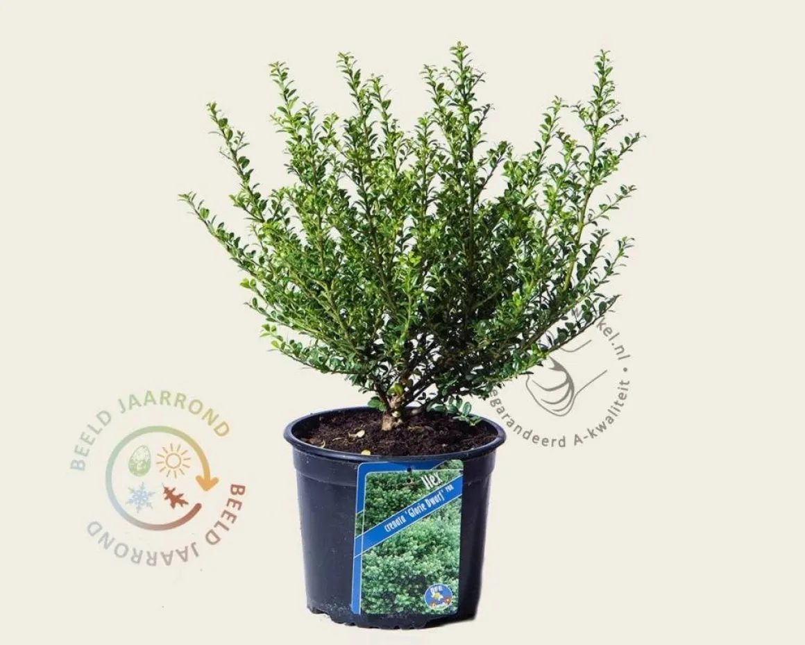 Ilex crenata 'Glorie Dwarf' - in pot