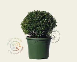 Ilex crenata 'Glory Gem' - bolvorm
