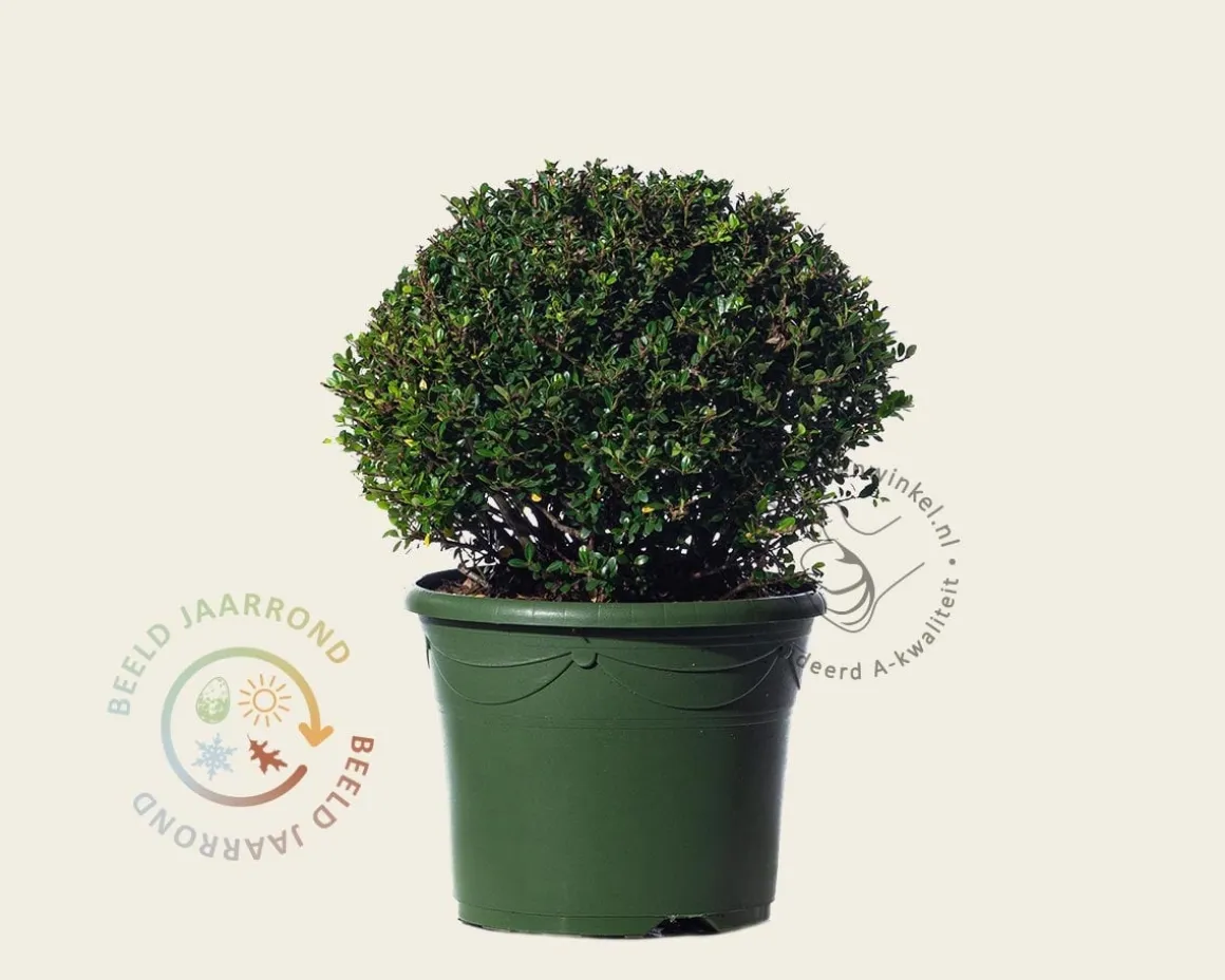 Ilex crenata 'Glory Gem' - bolvorm
