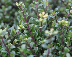 Ilex crenata 'Glory Gem' - bolvorm